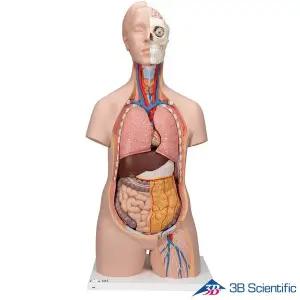 [종로의료기]3B Scientific 인체해부모형 12파트 상반신모형 B09 양성 상반신