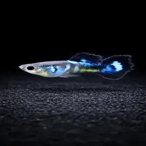 [물지트수족관]블루다이아몬드 구피 (한쌍)