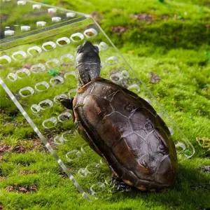 거북이 육지 쉼터 놀이터 일광욕 아크릴 설치 S