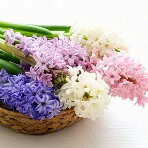 히야신스 절화 1단 5줄기 (연핑크/라벤더/화이트/연보라)