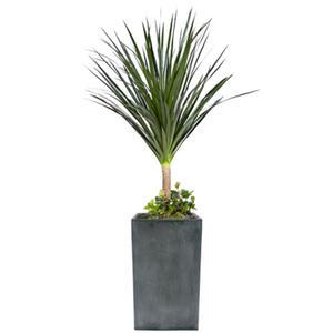 [젠틀맨플라워] 드라코 시멘트 [FR0115] [공기정화식물/관엽식물/화분배달/개업화분추천/창업선물/개업