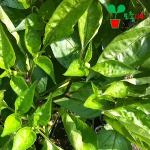 가지고추 모종 (1개)~ 베란다 텃밭 드셔 보라 고추