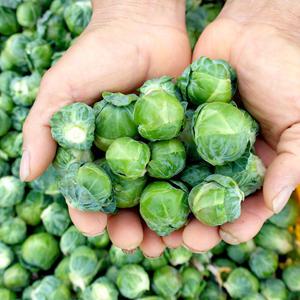 정성도님의 진도 방울양배추 1kg국산