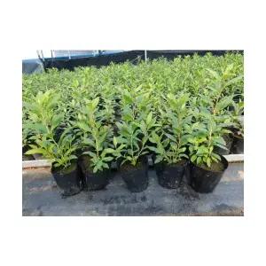 진달래나무 묘목 꽃묘목 모종