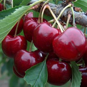 체리나무 묘목(라핀/자가수정) 콜트대목 접목1년 뿌리1개