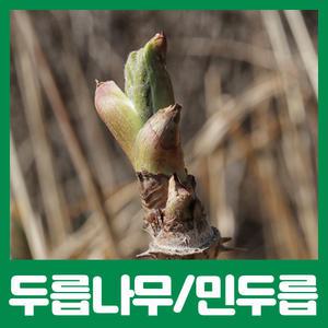 최상의 품종 두릅나무 묘목/참두릅  민두릅 묘목 판매중