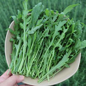 와일드루꼴라 500g 250g 1kg 산지에서 싱싱함이 달라요