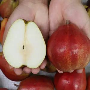 [철따라농산물]국산 스위트센세이션 서양배 붉은배2kg