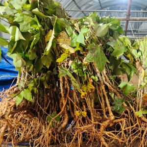 엄나무묘목 음나무 개두릅 2년생