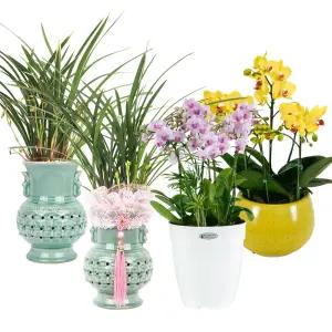 동양란 서양란 승진난 취임난 축하 개업식 선물 만천홍 미니호접란 철골소심 대국 채홍