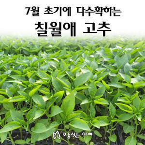 [모종심는아빠] 7월 초기에 수확하는 칠월애 고추 모종72개(트레이한판)