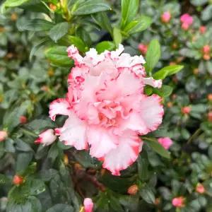 아젤리아 소형 꽃모종 야생화 서양철쭉 인테리어 식물