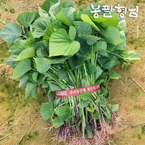 밤고구마모종 5kg 고구마줄기