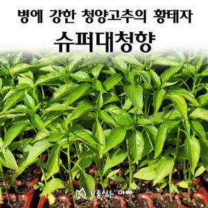 [모종심는아빠] 병에 강한 청양고추의 황태자 슈퍼대청향 모종72개(트레이한판)
