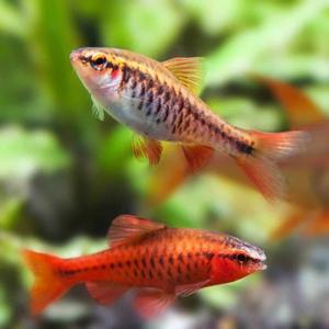 나나아쿠아 열대어 체리바브 10마리