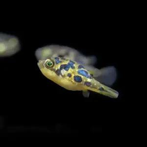 나나아쿠아 열대어 인디언 복어 2마리