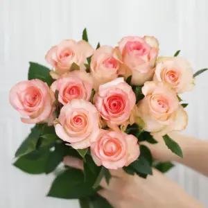 (플라워마켓) 쥬밀리아 코랄 장미 5송이 양재꽃시장 생화 배달 꽃 정기구독