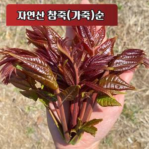충남 당진 자연산 원순 참죽나무순 가죽나물