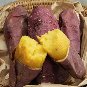 [T]산지직송 달달 해남 꿀고구마 10kg 못난이