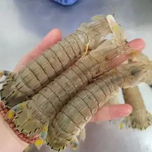 국내산 횟감용 갯가재 1kg 15-20미 내외 제철 생물 당일조업 찜 바닷가재 갑각류