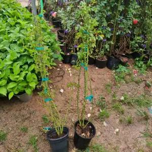 사계 명품 유럽 덩굴장미 / 하루가제 / 개화주