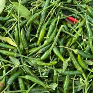 국내산 베트남고추 태국고추 파란고추 500g 쥐똥고추 프릭키누 동남아 식재료