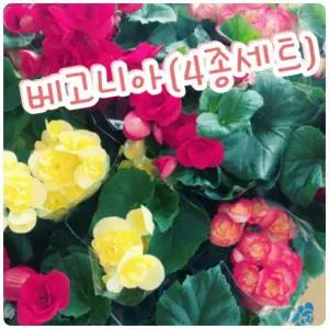 베고니아4종세트장미꽃보다 더 예뻐..