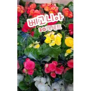 베고니아20개박스짝사랑이라는 꽃말 베고니아 꽃