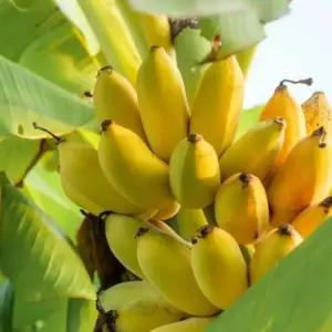 [나무팜]몽키바나나나무 화분(키30-40cm내/6치화분포함)몽키바나나묘목 열대과일식물 조경용 관상용 반려식물