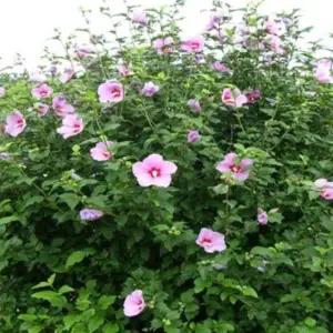 무궁화나무묘목(3년생)(분묘)1그루 hy2511