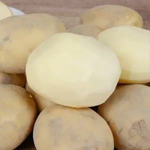 국산 수미감자 5kg 중