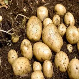 포슬포슬 영양만점 국내산 햇감자 (대) 사이즈