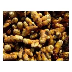 울금종자 500g 강황종자 울금씨앗