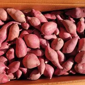 당도폭발! 고창 꿀고구마 5kg (한입사이즈)/ 다이어트용 간편간식