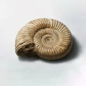 암모나이트 화석(실물)