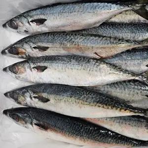 생물 참고등어 3kg(10미내외)
