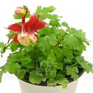 매발톱 색상 랜덤 봄 꽃 모종 노지 월동 야생화 정원 꾸미기 식물 키우기