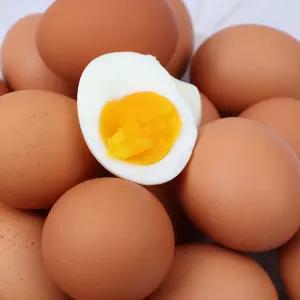 HACCP 인증 무항생제 반숙란 20구 외 모음전 계란