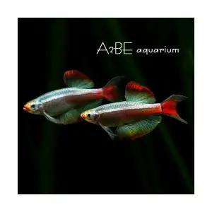 [에이투비]백운산 롱핀 / 1cm전후 / 10마리