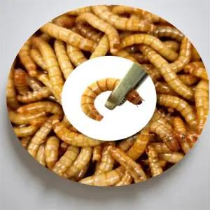 레오파드 게코 먹이 파충류 도마뱀 랩타일 펫테일 슈퍼 푸드 생먹이 살아있는 밀웜 2~3cm