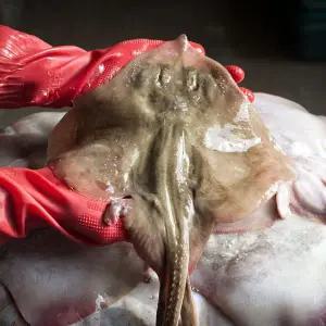 연안 활 간재미 1kg(1미~3미)