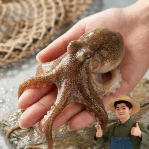 당입조업 서해 자연산 활 쭈꾸미 국내산 1kg(7-13미)