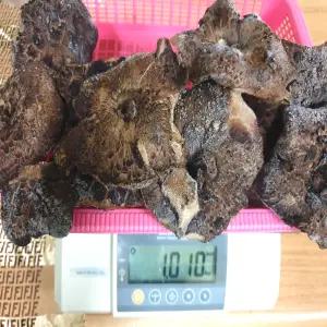 티벳 자연산 급냉 A급 능이버섯 1kg