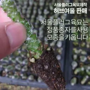 알바선인장 모종 5개 (서울육묘생산 정품모종)