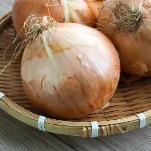 국내산 햇 양파 7kg (중) 개당 100-160g