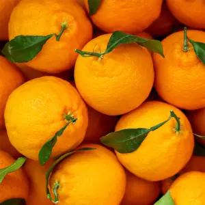 제주 고당도 한라봉 가정용 노지 한라봉 3kg/5kg