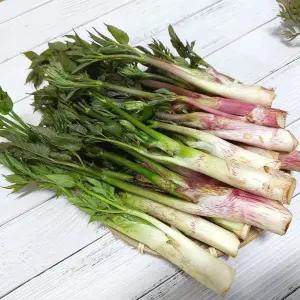 강원도 눈꽃 땅두릅 백미향 봄나물 독활 1kg