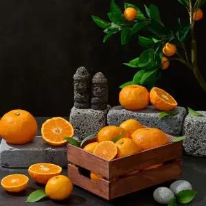 새콤달콤 제주 수라향 2kg 중대혼합과 200g~350g