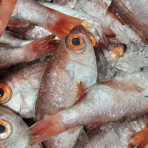 생물 금태 2kg(17-20미)