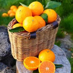 [원더랜드]제주 카라향 정품(소과) 10kg(75-110과/실중량 9kg)